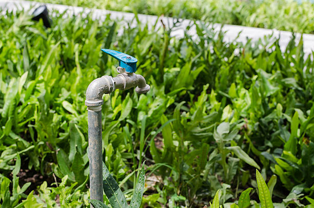 istock outdoor faucet with plants 511706795