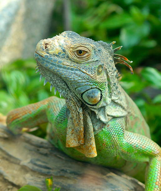 istock The closeup view of a green Iguana 511707253