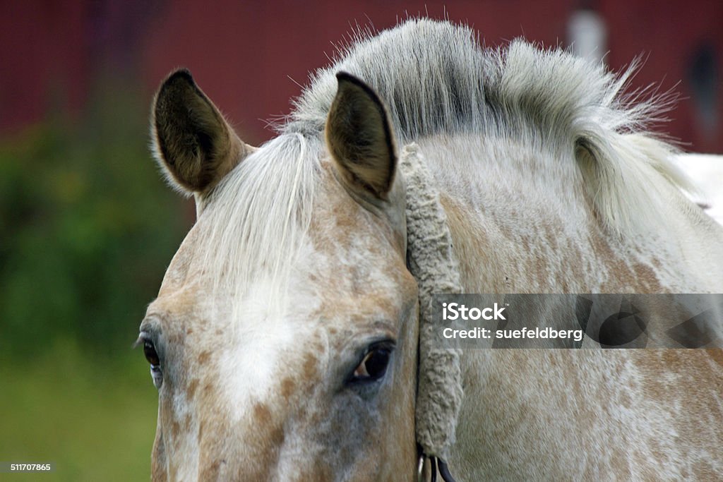 Horse with a Mohawk A red roan appaloosa horse with a roached (clipped) mane. Animal Stock Photo