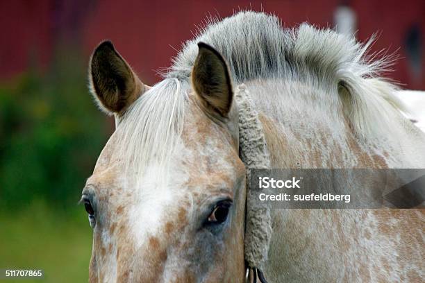 Horse With A Mohawk Stock Photo - Download Image Now - Animal, Animal Body Part, Animal Hair