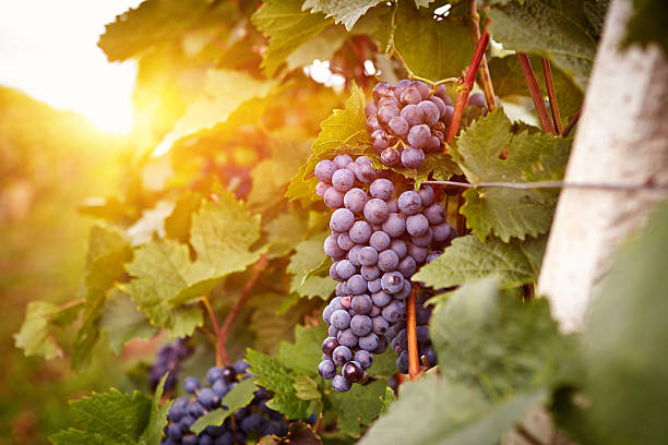 istock Vineyards at sunset in autumn harvest 511710051