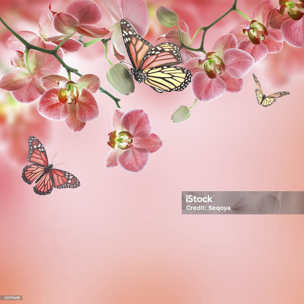 Floral background of tropical orchids Floral background of tropical orchids and  butterfly Blue Stock Photo