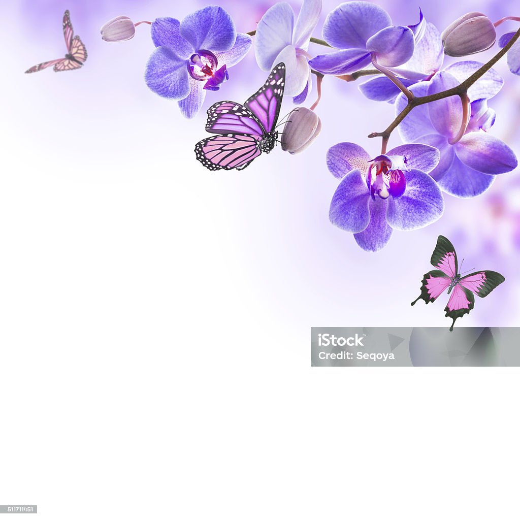 Floral background of tropical orchids Floral background of tropical orchids and  butterfly Blue Stock Photo