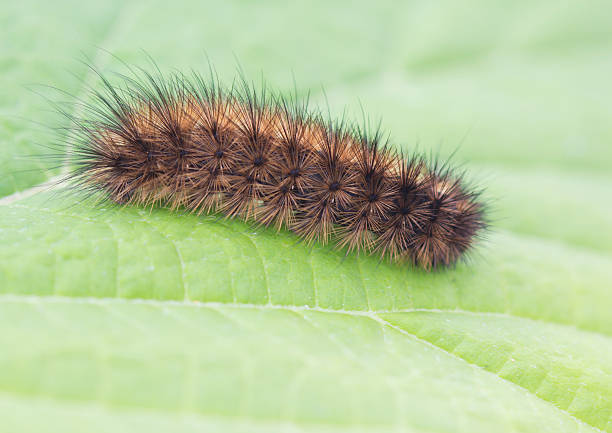 istock Caterpillar dipper autumn color. 511711497