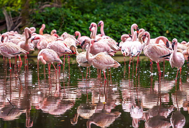 istock Flock of pink flamingos 511711687