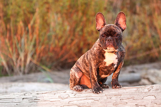istock French Bull Dog Puppy 511711999
