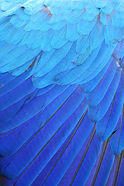 istock Blue wing feathers of Macaw. 511713445
