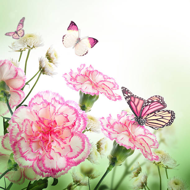Bouquet of pink roses and butterfly, floral background