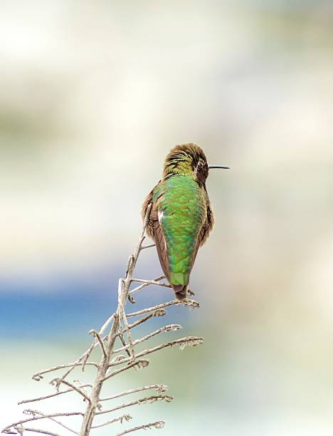 Anna's hummingbird Profile view of a small Anna's Hummingbird sitting on a perch. Distinctive for its long, sharp, straight and slender beak, iridescent red crown and gorget, iridecent bronze, green back gray, brown belly and long bill. iiwi bird stock pictures, royalty-free photos & images