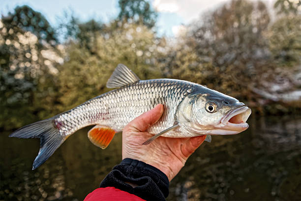istock Chub in fisherman's hand, toned 511718654