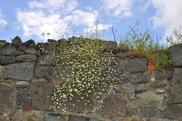 istock Stonewall monastery in Armenia with flowers 511718794