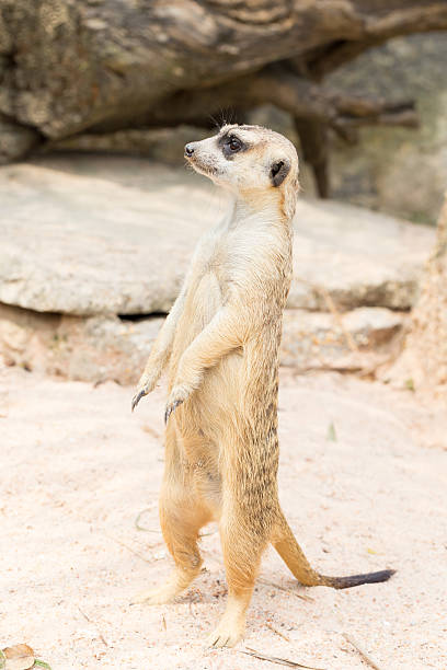 istock Meerkat standing on the sand 511719568
