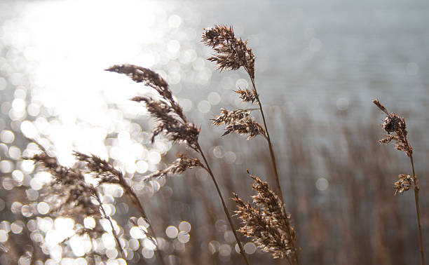 istock Reeds and sunlight bokeh, River Alde at Snape, Suffolk 511721090