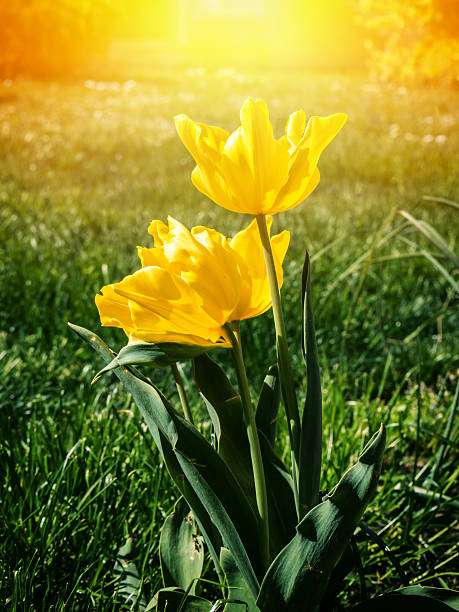 istock Yellow tulips in the garden in sunlight 511721230