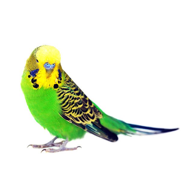 istock portrait of  budgerigar 511722352