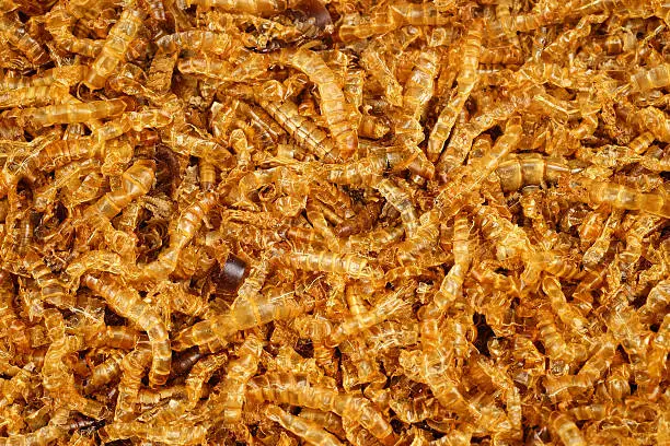 Photo of mealworm dead