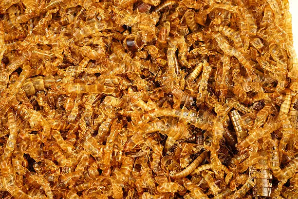 Photo of mealworm dead