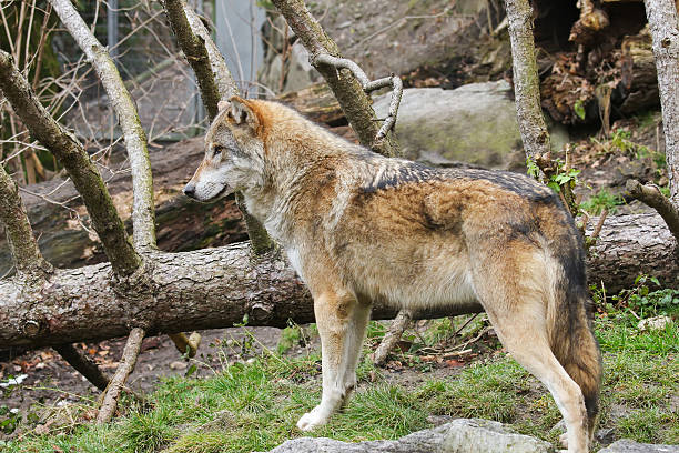 istock Wild Wolf standing next to the tree truck during winter 511723854