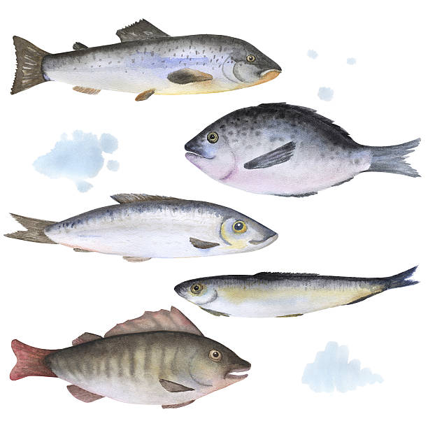 ilustrações, clipart, desenhos animados e ícones de conjunto de peixe pintado em aquarela 5 - variation catch of fish fish prepared fish