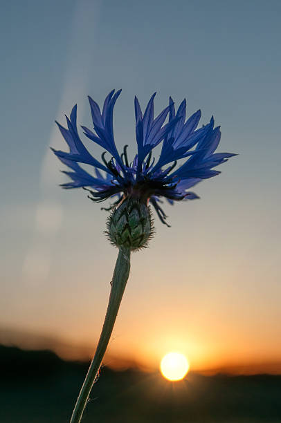 fiordaliso in campo al tramonto in estate - agrigulture foto e immagini stock