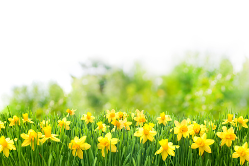 Spring Easter background with beautiful yellow daffodils