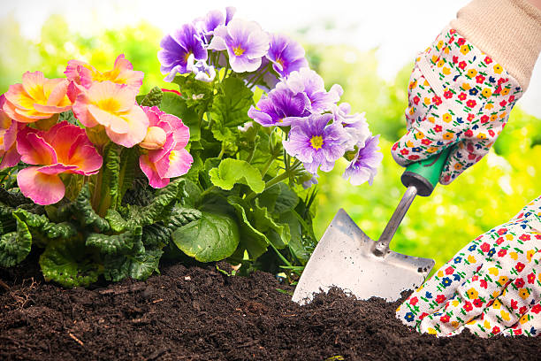 istock Planting flowers in a garden 511726872