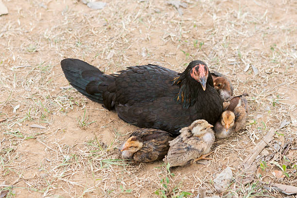 chicken with chicks at trinidad cuba