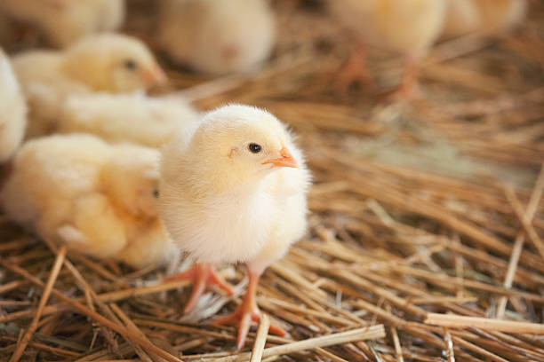 Little chicks at farm feeding stock photo