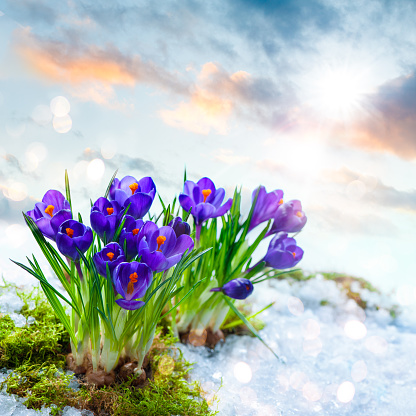 Spring crocuses in melting snow