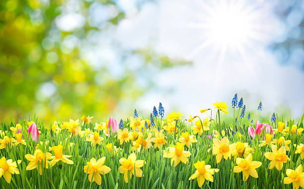 fondo de pascua - primavera fotografías e imágenes de stock