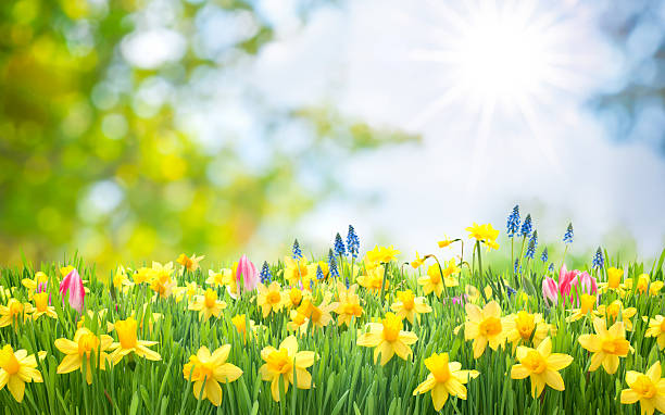 Spring Easter background Spring Easter background with beautiful yellow daffodils flowerbed photos stock pictures, royalty-free photos & images