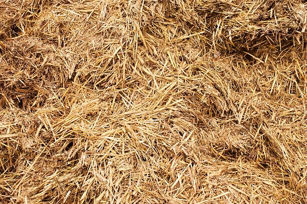 istock Natural fertilizer from cow dung 511729984