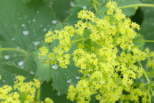 Common Lady s Mantle flowers with morning dews on leaves stock photo