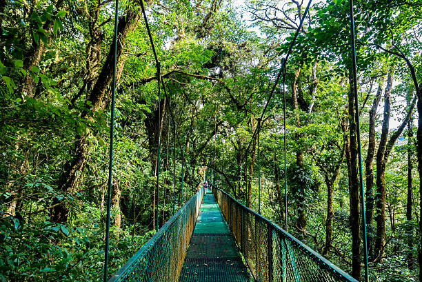 istock Hanging Bridges in Cloudforest - Costa Rica 511731486
