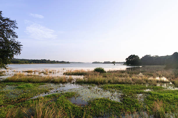 istock Minneriya lake, reservoir 511731874