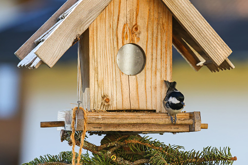 A small passerine bird, Coal tit (Periparus ater) eating hemp seeds on the wooden bird feeder in the winter in Austria