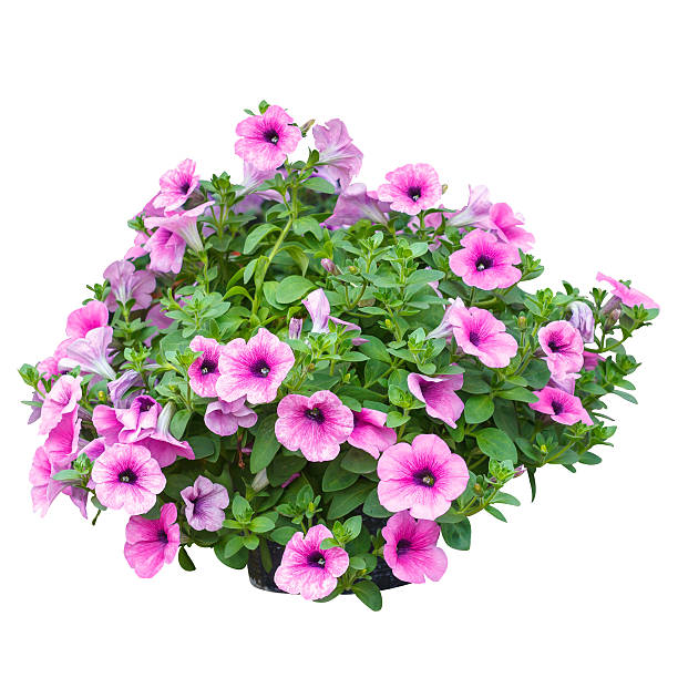 istock Pink petunia flowers isolated on white background 511732678
