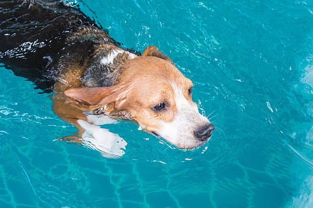 istock Young beagle dog swimming in the pool with happiness face 511732682