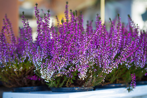 Purple heather bushes in a plastic pots ready to garden.