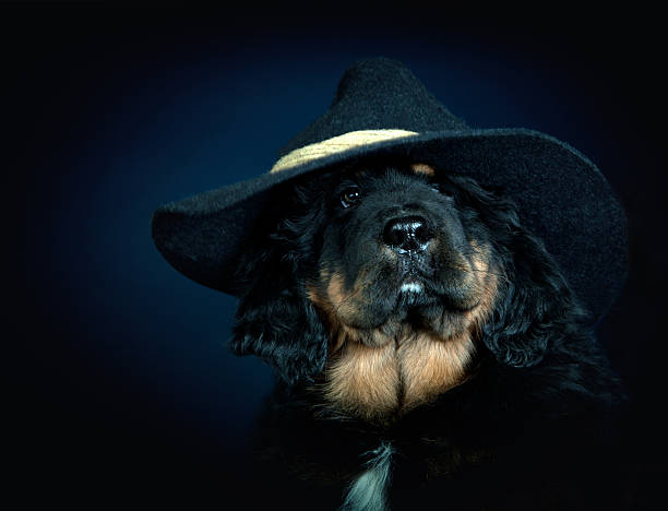 istock Tibetan mastiff baby 511733974