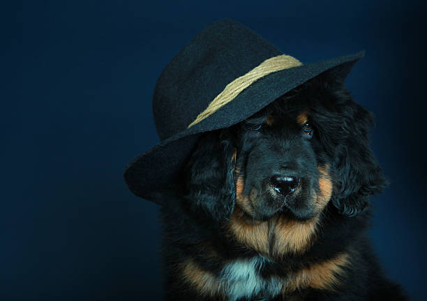 Tibetan mastiff baby in hat