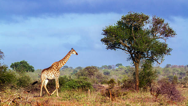 istock Giraffe in Kruger National park, South Africa 511734406