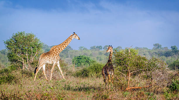 istock Giraffe in Kruger National park, South Africa 511734520