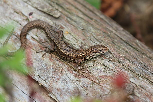 Common Lizard (Zootoca vivipara) on Log. This picture shows a common lizard resting on a log, it is looking directly at the camera (or viewer). It's feet and toes are seen spreading out and clinging to the log. This image was taken in The Forest of Dean, Gloucestershire, England in September. zootoca vivipara stock pictures, royalty-free photos & images