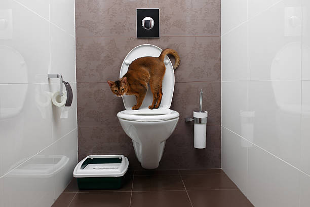 istock Abyssinian Cat Sits on toilet Bowl and Curious Looking 511734926