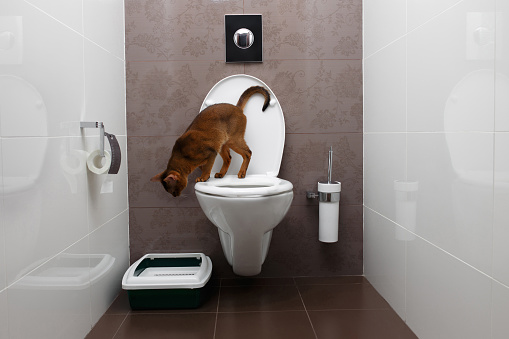 Curious Abyssinian Cat Sitting on a toilet bowl and Looking down