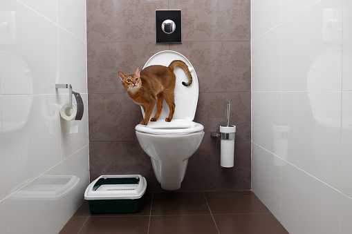 Curious Abyssinian Cat uses a toilet bowl
