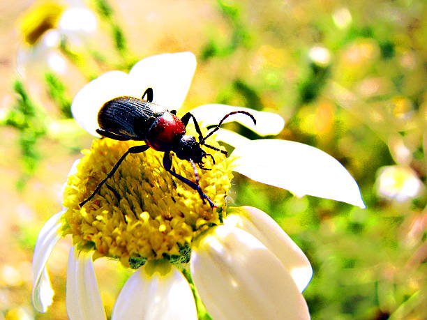 istock The beetle at the top 511735128