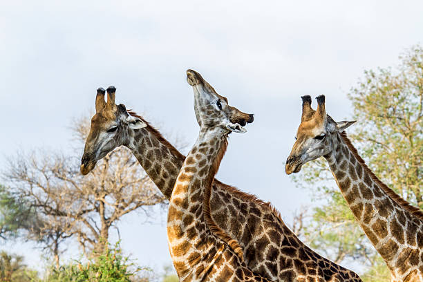 istock Giraffe in Kruger National park, South Africa 511735302