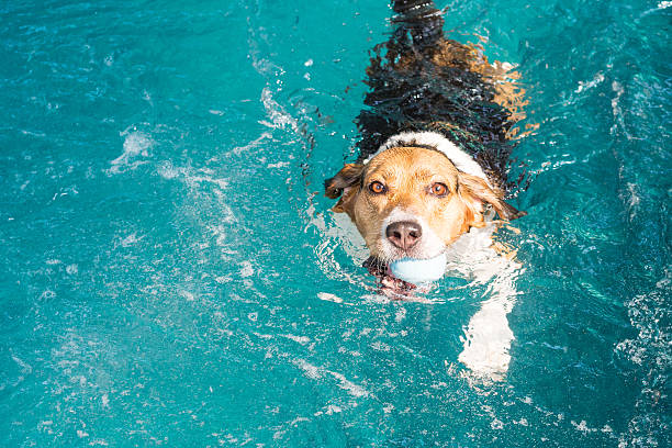 istock Young beagle dog swimming in the pool 511736432